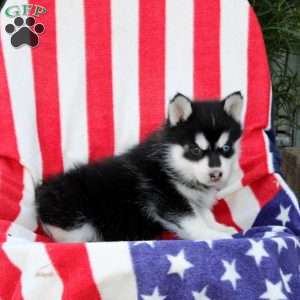 Grayson, Pomsky Puppy